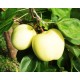 Omenapuu 'Valkea Nalif' (Malus domestica 'Valkea Nalif')